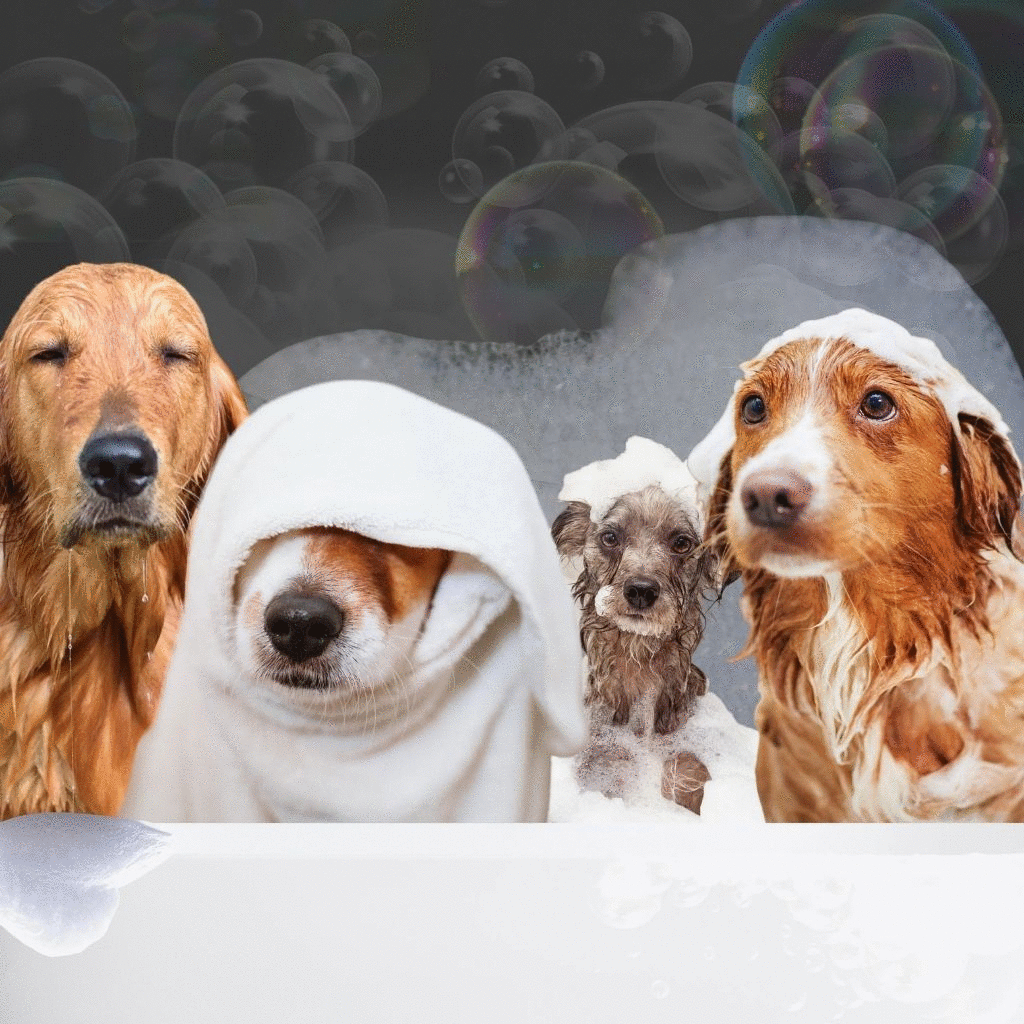 vier nasse Hunde, mit Hundeshampoo bedeckt