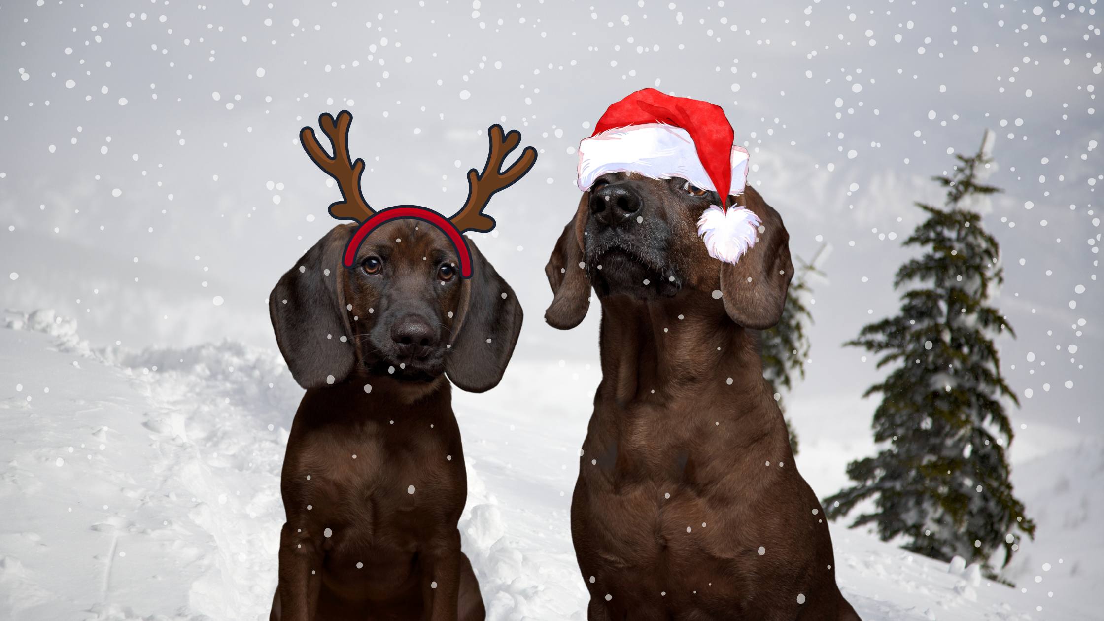 Weihnachten - LUIS & LEON zwei Hunde im Schnee