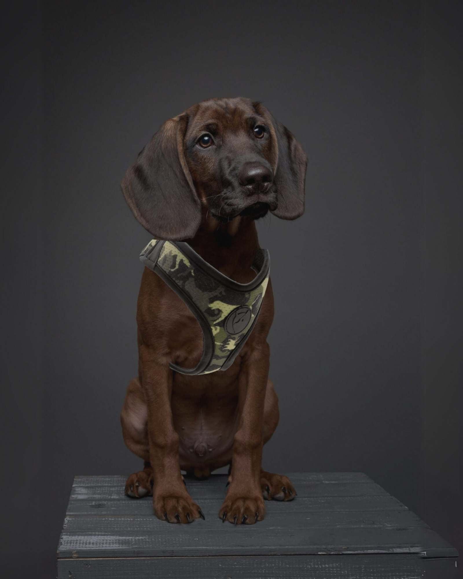 Geschirre - LUIS & LEON