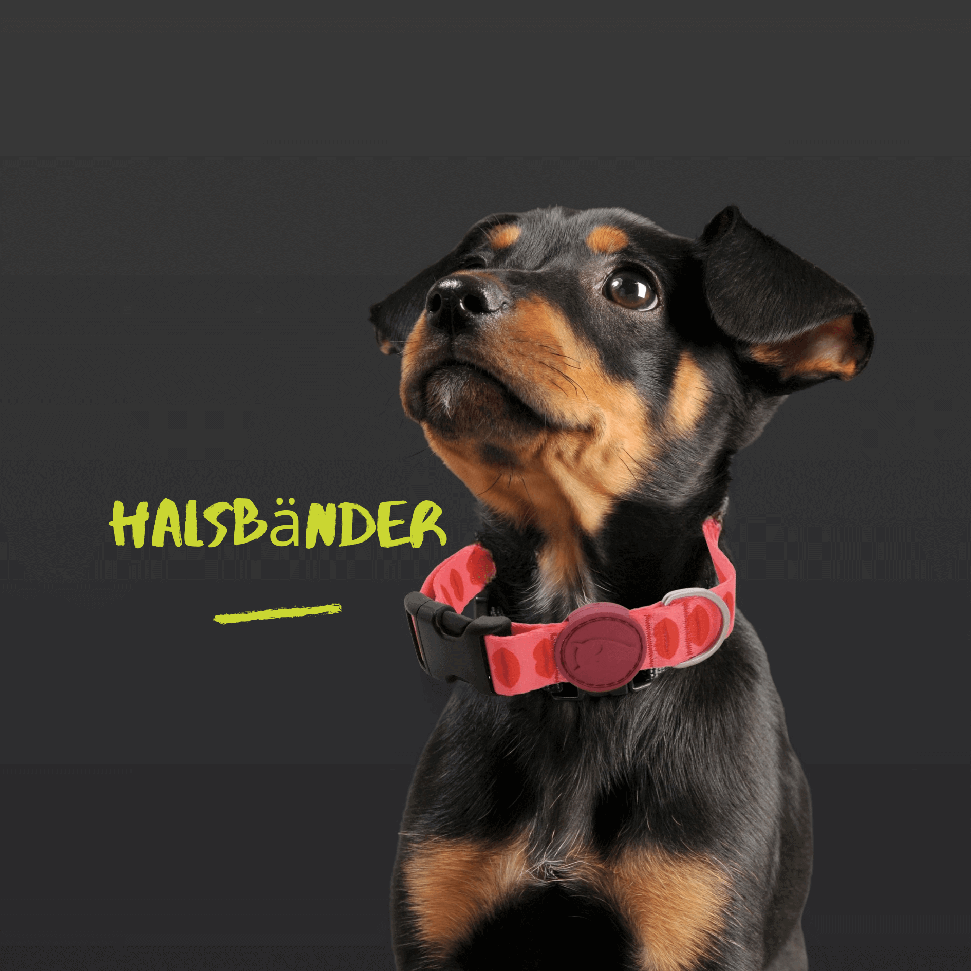 Halsbänder für Hunde aus nachhaltigen Materialien