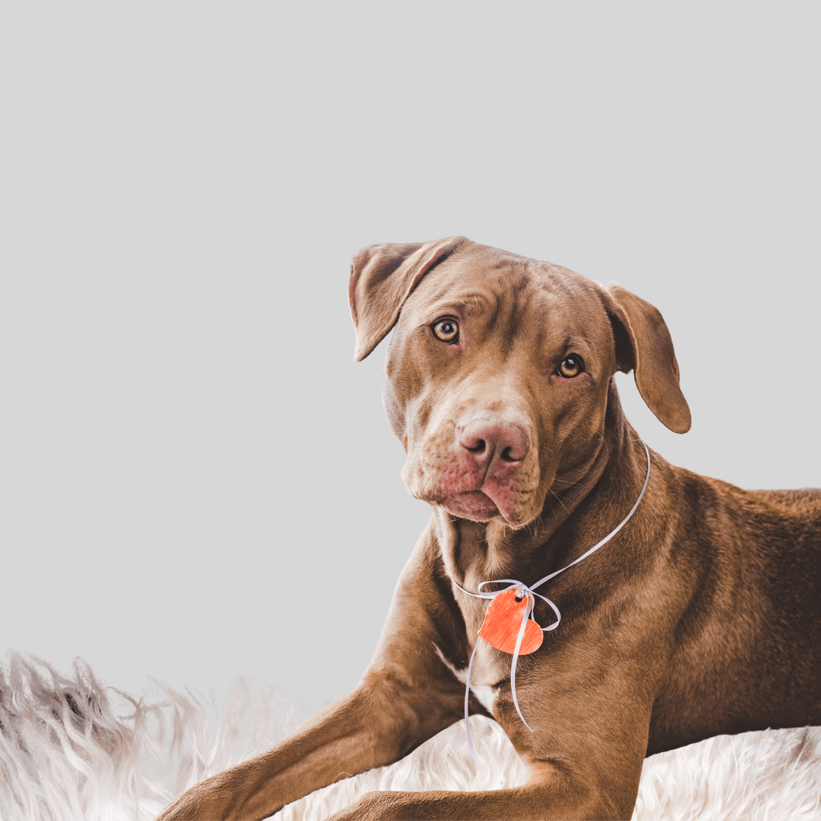 Brauner Hund mit hübschem Halsband auf einem weichen Teppich, ideal für Hunde-Liebhaber und stilvolle Accessoires.