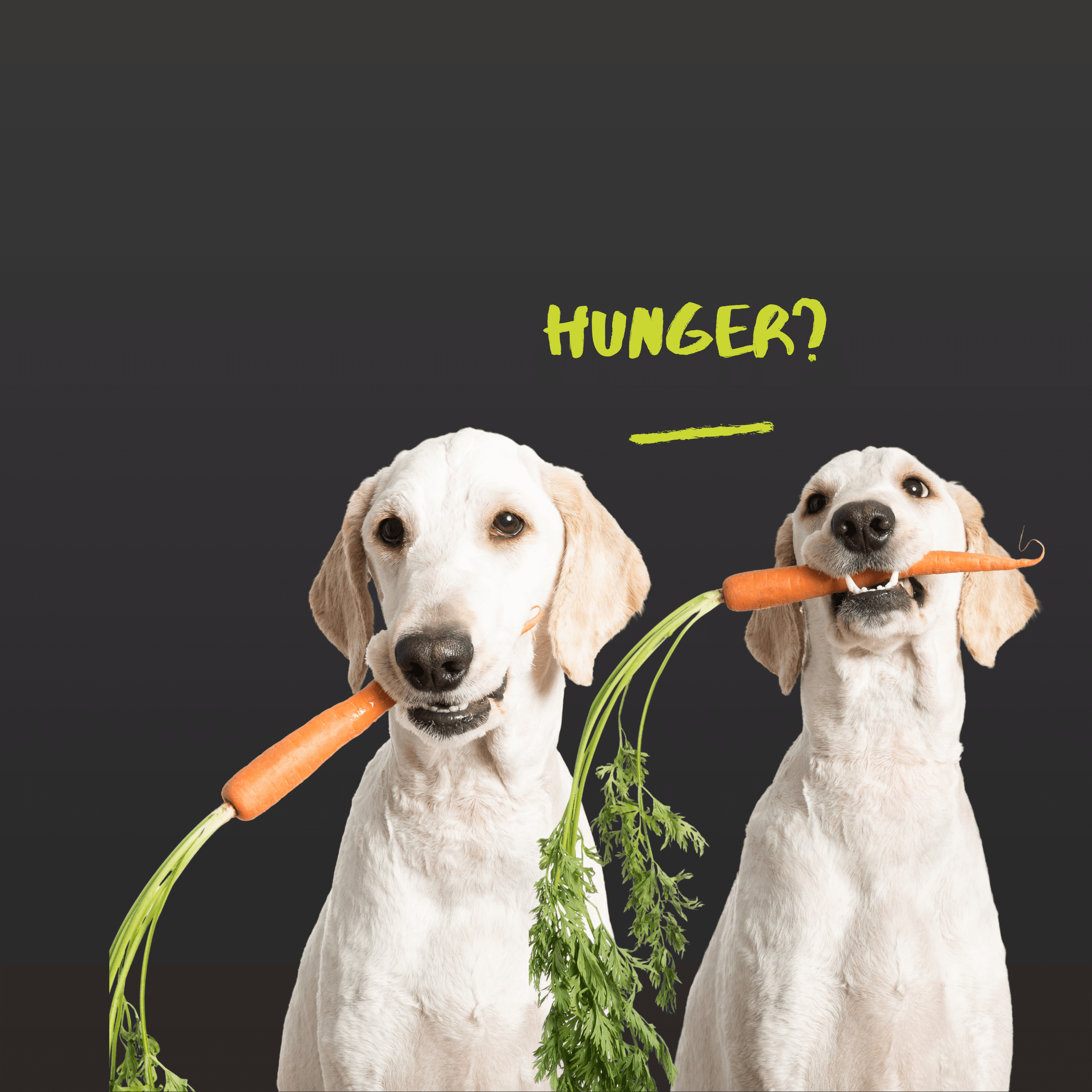 Hundefutter - LUIS & LEON