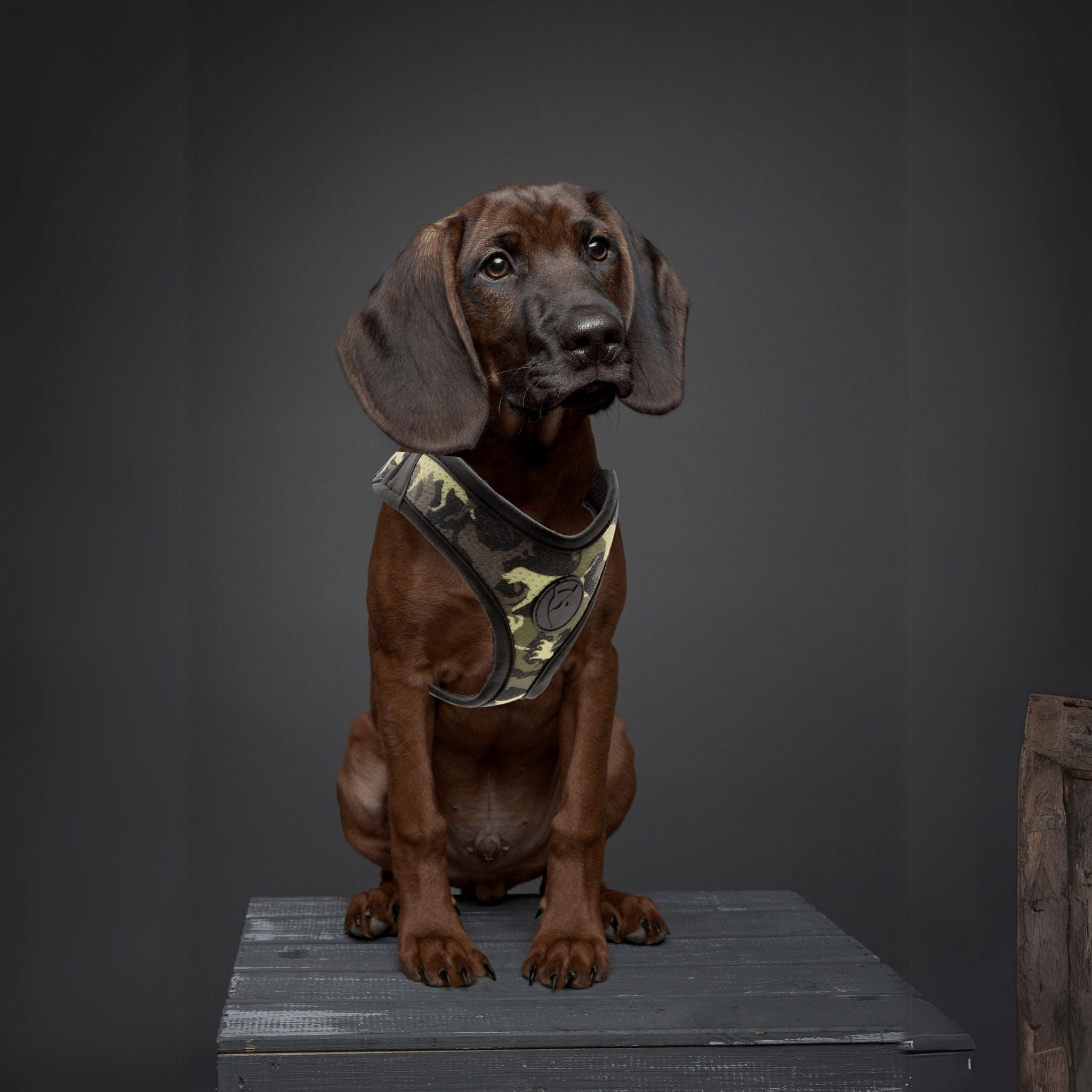 Hundegeschirre - LUIS & LEON