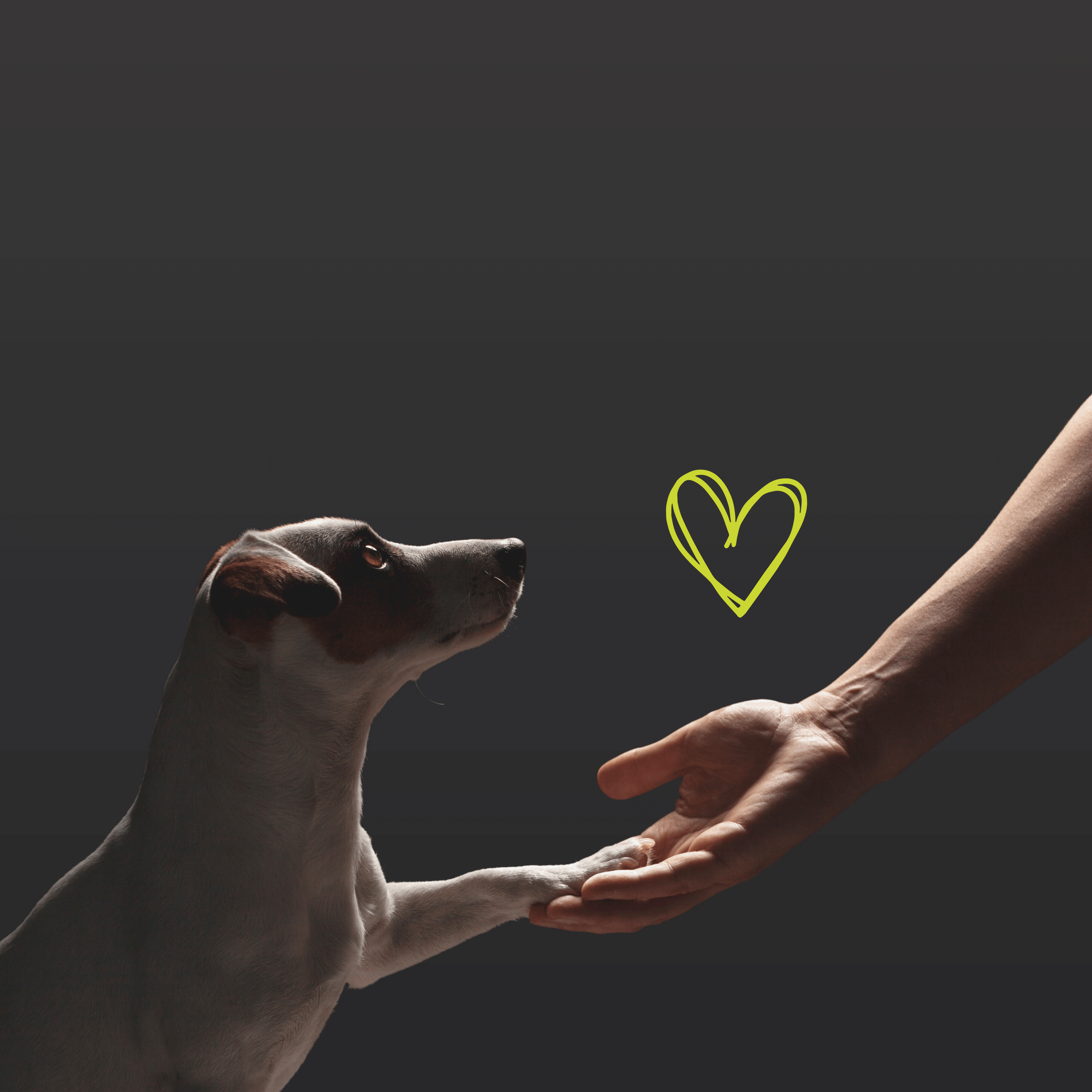 Hundehalter - LUIS & LEON