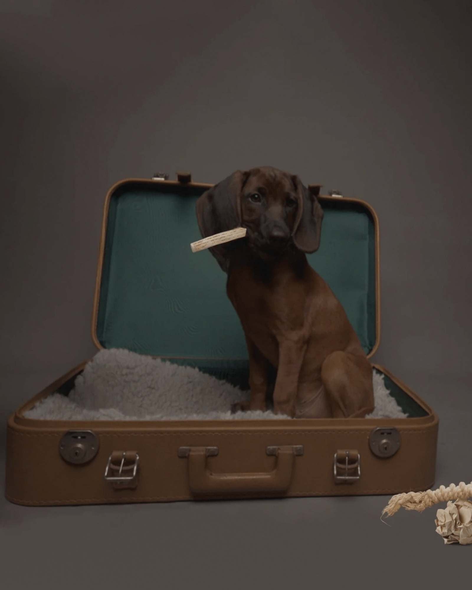 Hundespielzeug - LUIS & LEON