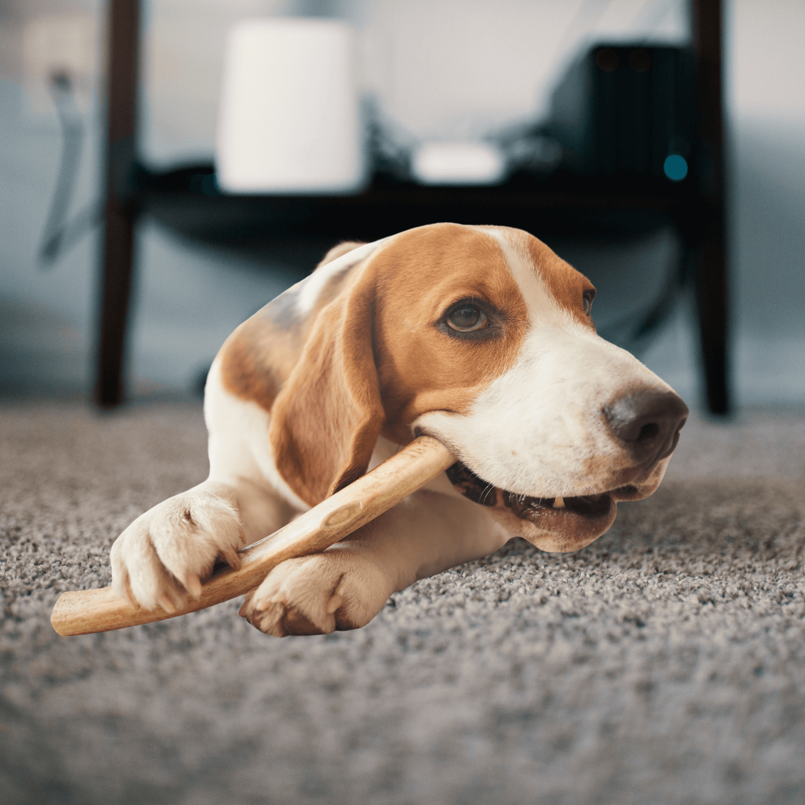 Kauartikel - LUIS & LEON