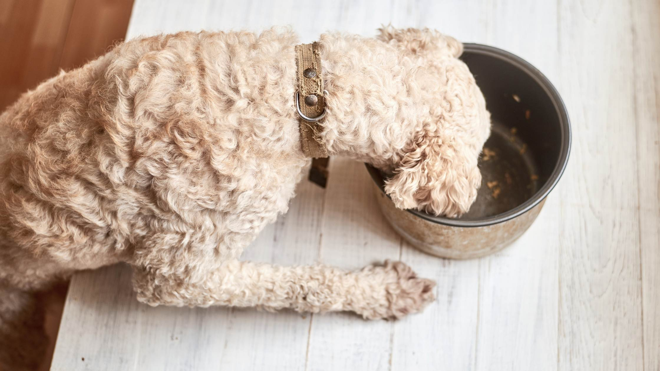 Nassfutter - LUIS & LEON