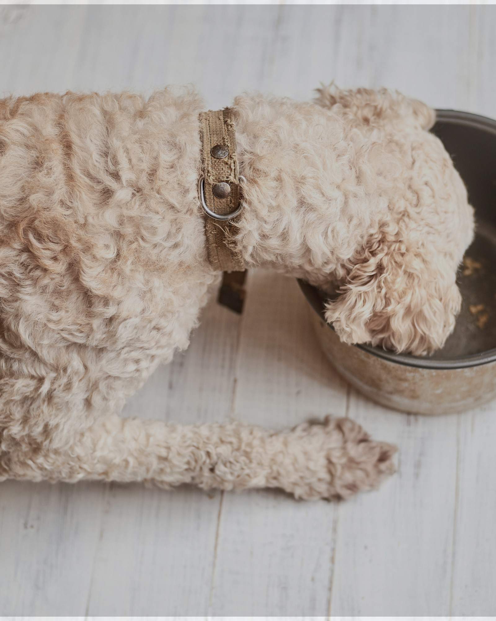 Nassfutter für Hunde - LUIS & LEON