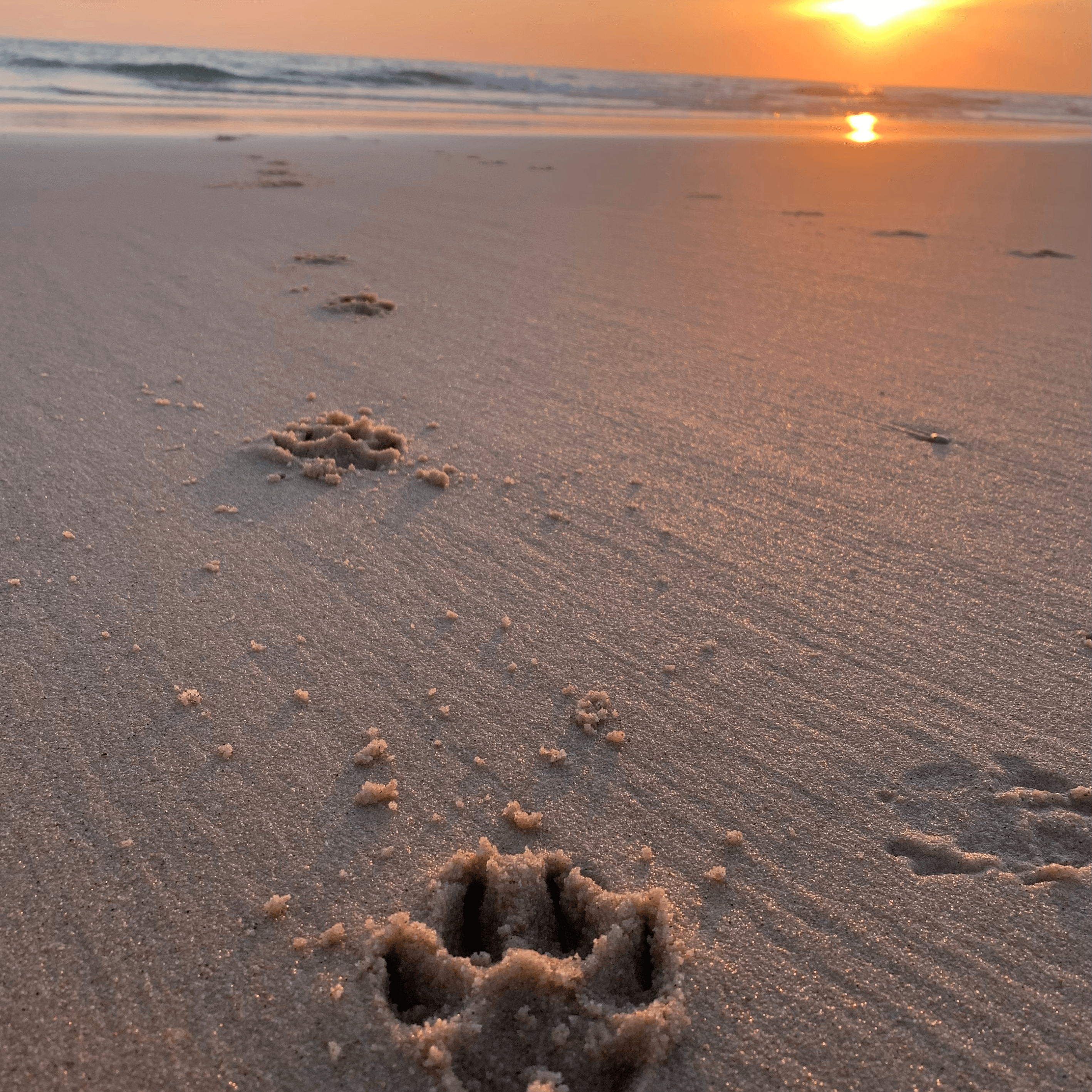 Paws for Change - Hunde - LUIS & LEON
