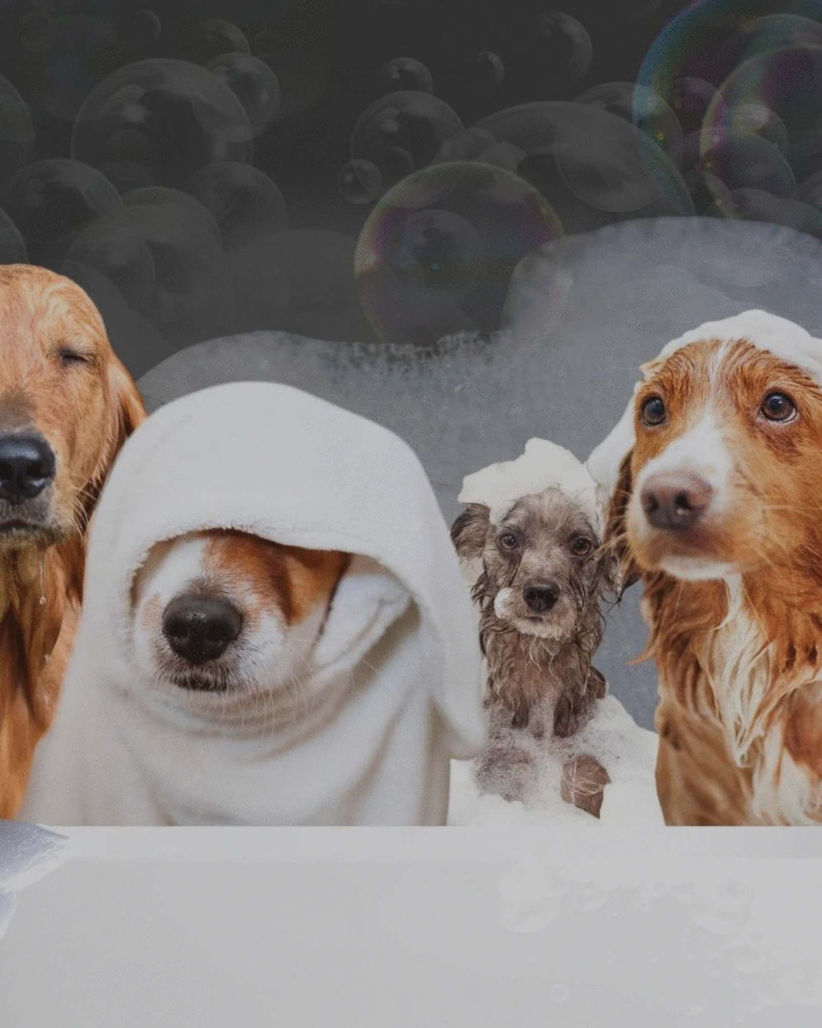 Pflege & Hygiene für Hunde - LUIS & LEON