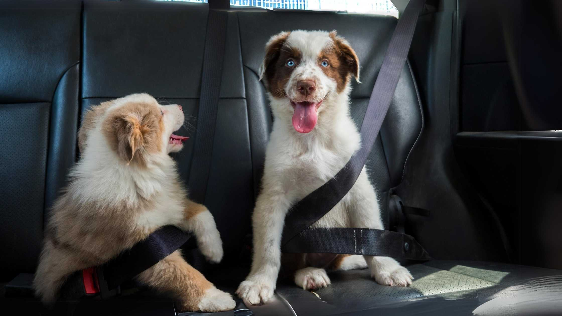 Reise und Transport - LUIS & LEON