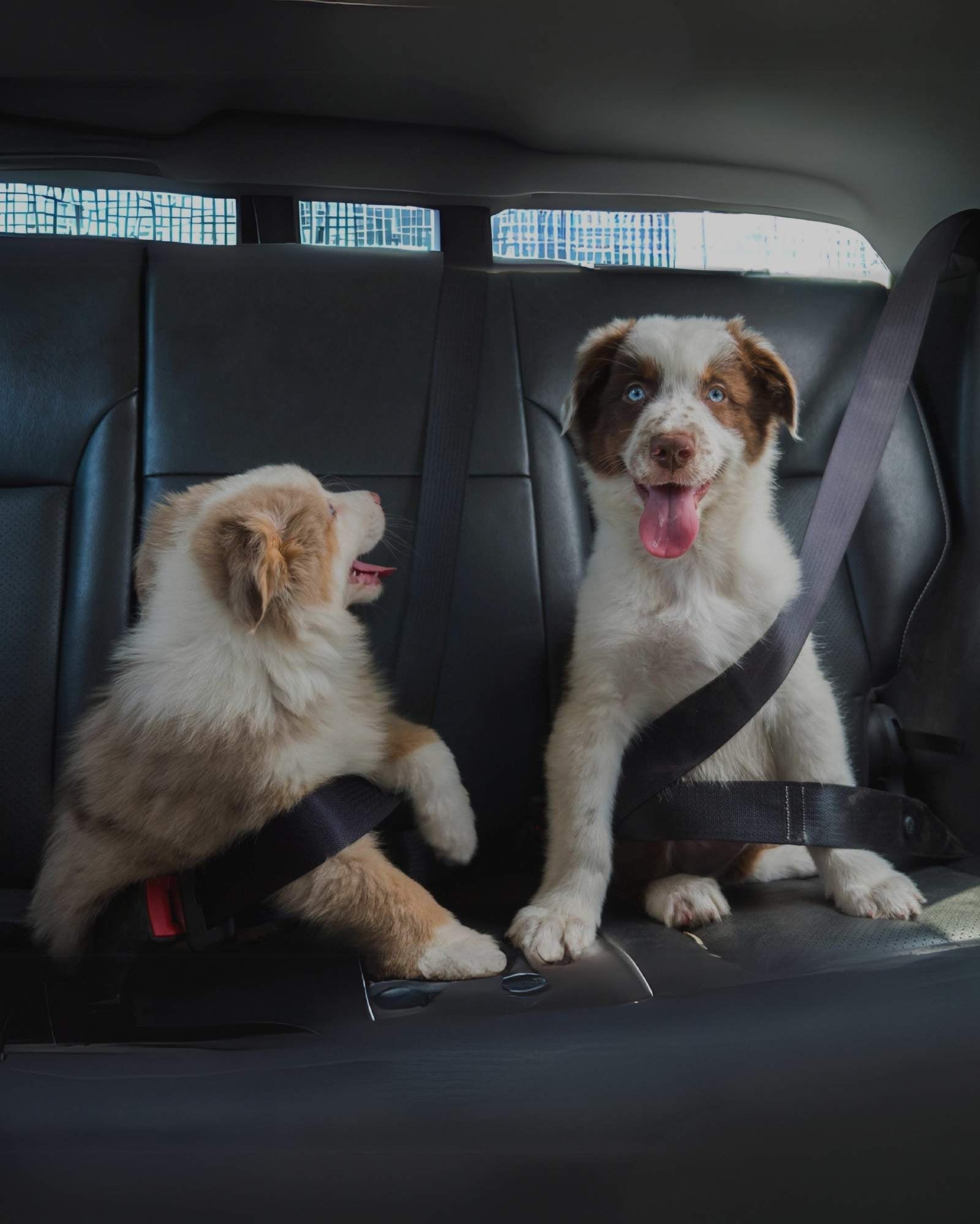 Reisezubehör & Transportlösungen für Hunde - LUIS & LEON