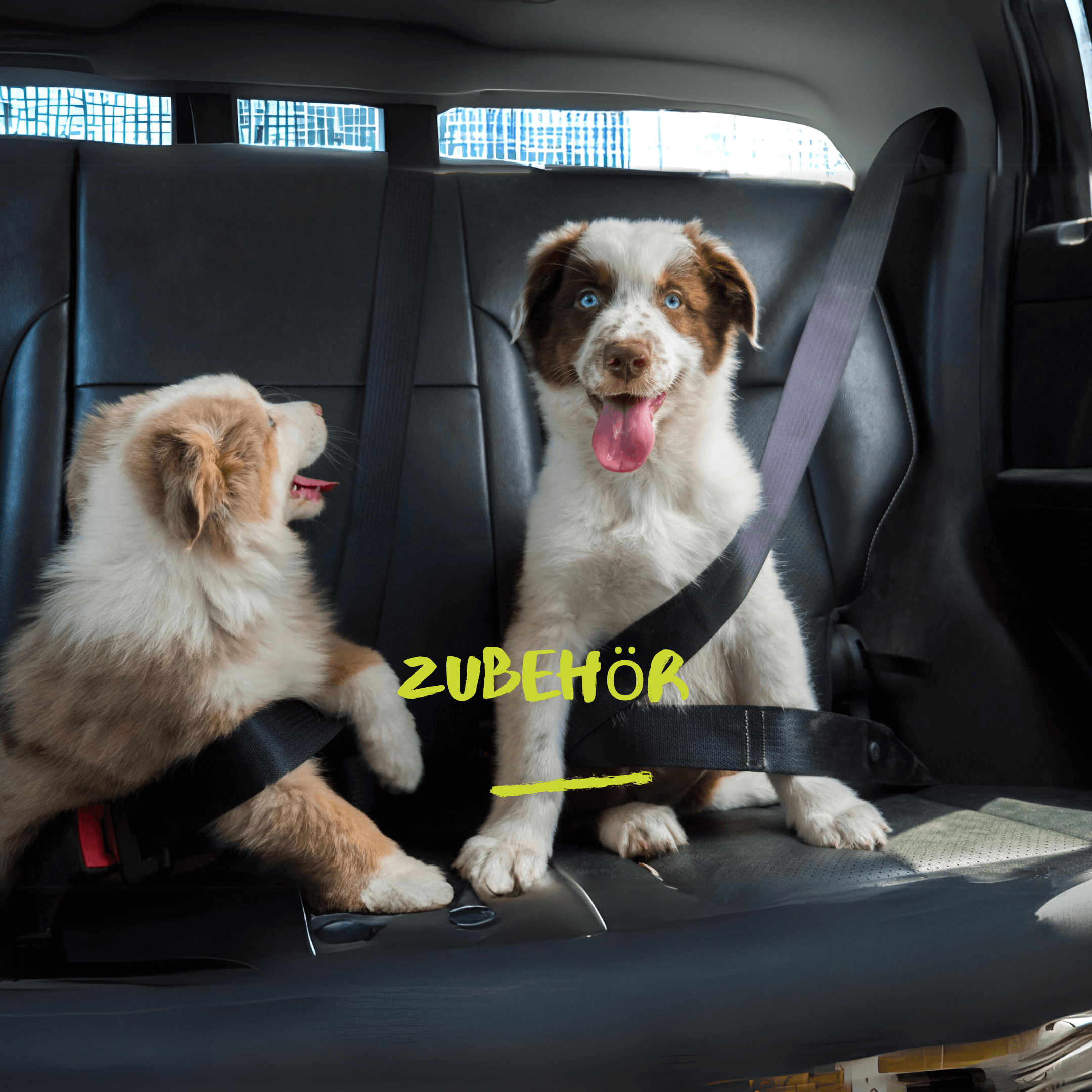 Sicherheitsgurte - LUIS & LEON