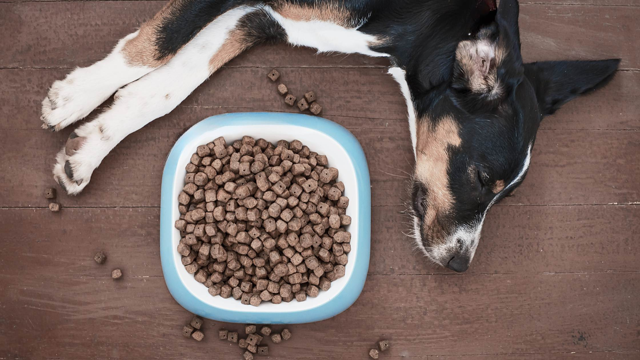 Trockenfutter - LUIS & LEON