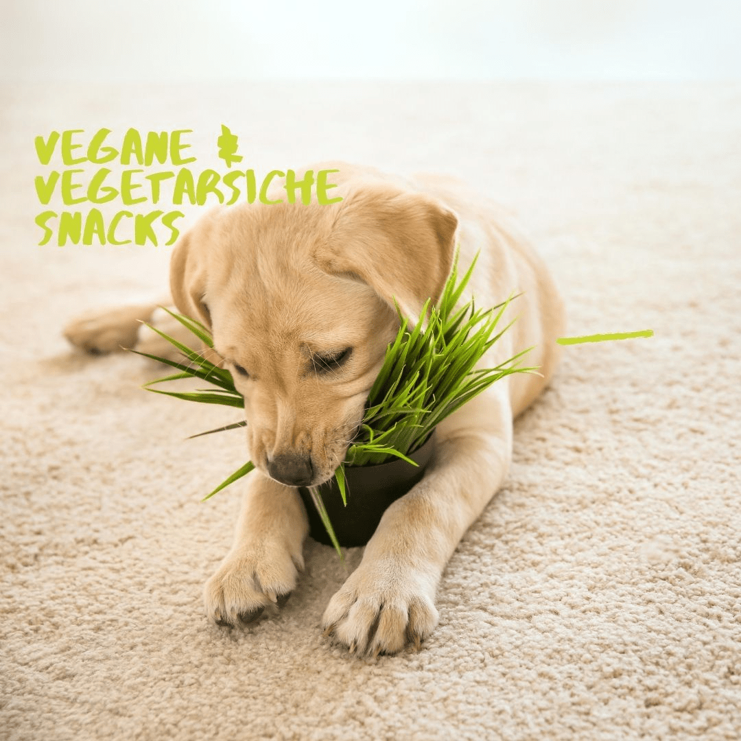 Vegane & Vegetarische Snacks - LUIS & LEON