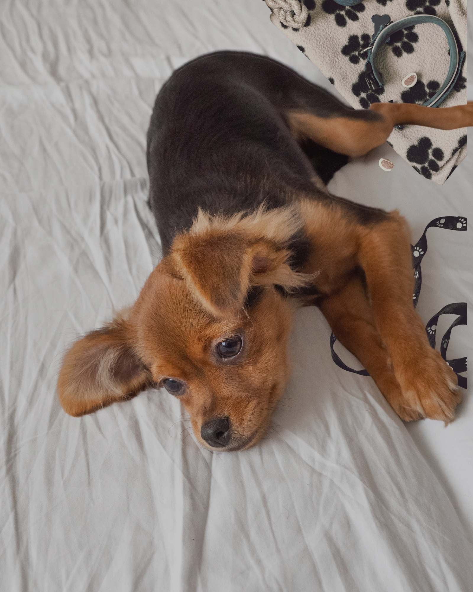 Welpenbedarf - LUIS & LEON