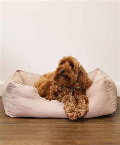 40 Winks Rosewood Thin Twill Hundebett – Stilvolles & gemütliches Hundebett in Beige - LUIS & LEON
