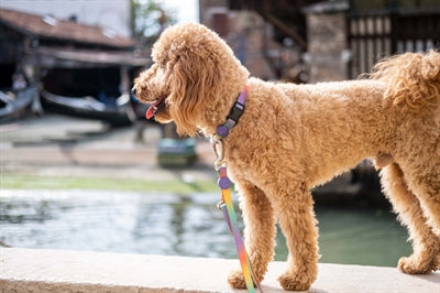 Morso - SPRING BLOSSOM Halsband - recyceltes PET - LUIS & LEON