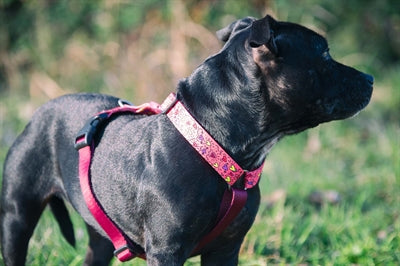 Morso PINK THINK H-Dog-Harness - H-Hundegeschirr - LUIS & LEON