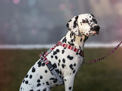 Morso SKYLINE H-Dog-Harness - H-Hundegeschirr - LUIS & LEON