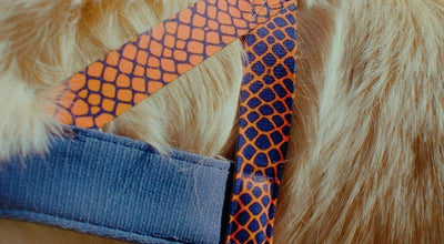 Morso URBAN LIZARD Norwegian Harness - Norwegergeschirr - LUIS & LEON