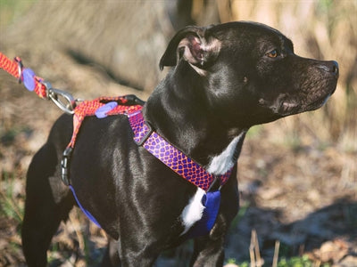 Morso URBAN LIZARD H-Dog-Harness - H-Hundegeschirr - LUIS & LEON