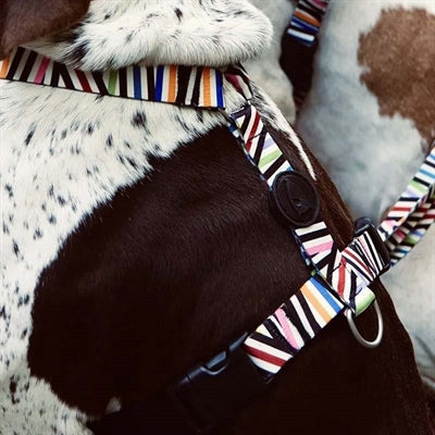 Morso SPAGHETTI INCIDENT H-Dog-Harness - H-Hundegeschirr - LUIS & LEON