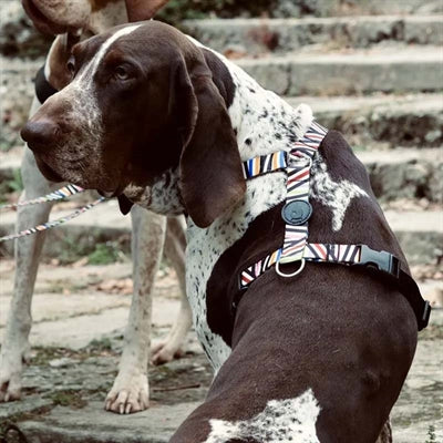 Morso SPAGHETTI INCIDENT H-Dog-Harness - H-Hundegeschirr - LUIS & LEON