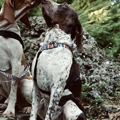 Morso SPAGHETTI INCIDENT H-Dog-Harness - H-Hundegeschirr - LUIS & LEON