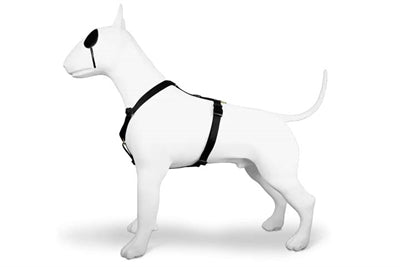 Morso GOLD CAVIAR H-Dog-Harness - H-Hundegeschirr - LUIS & LEON