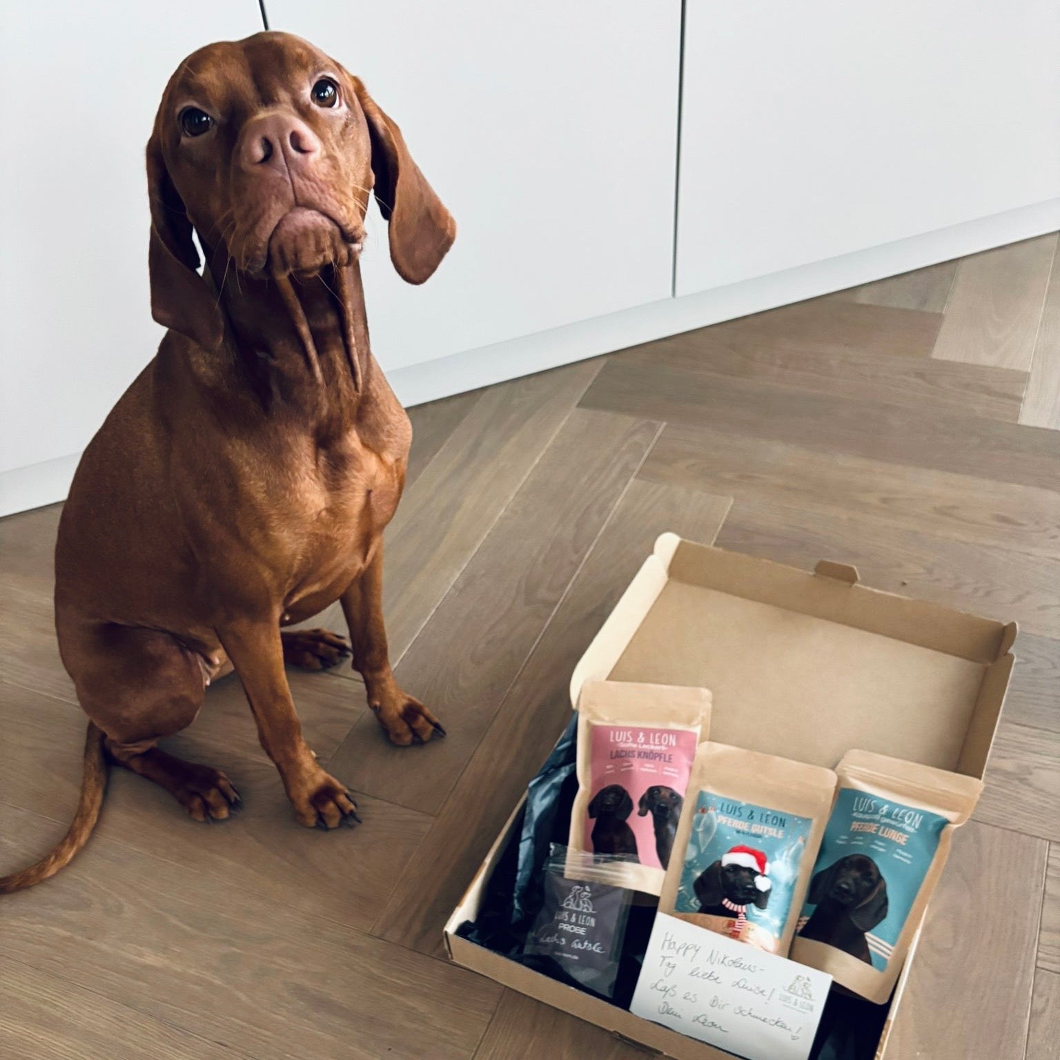 Vizsla Luise sitzt vor offenem Paket mit Hundeleckerlis