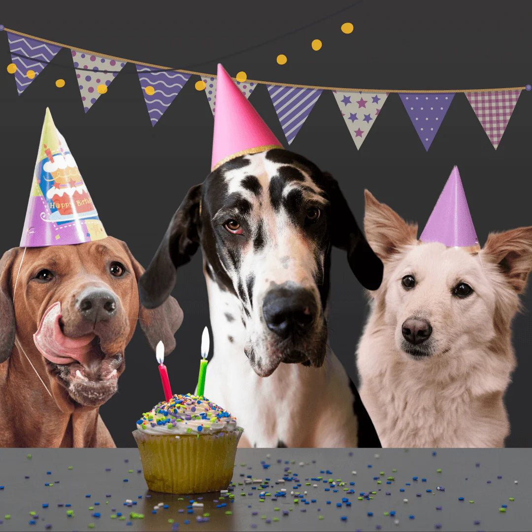 Drei Hunde sitzen an einem Tisch alle haben ein spitzes Papphtchen auf . Vor ihnen steht ein Muffin mit Kerzen