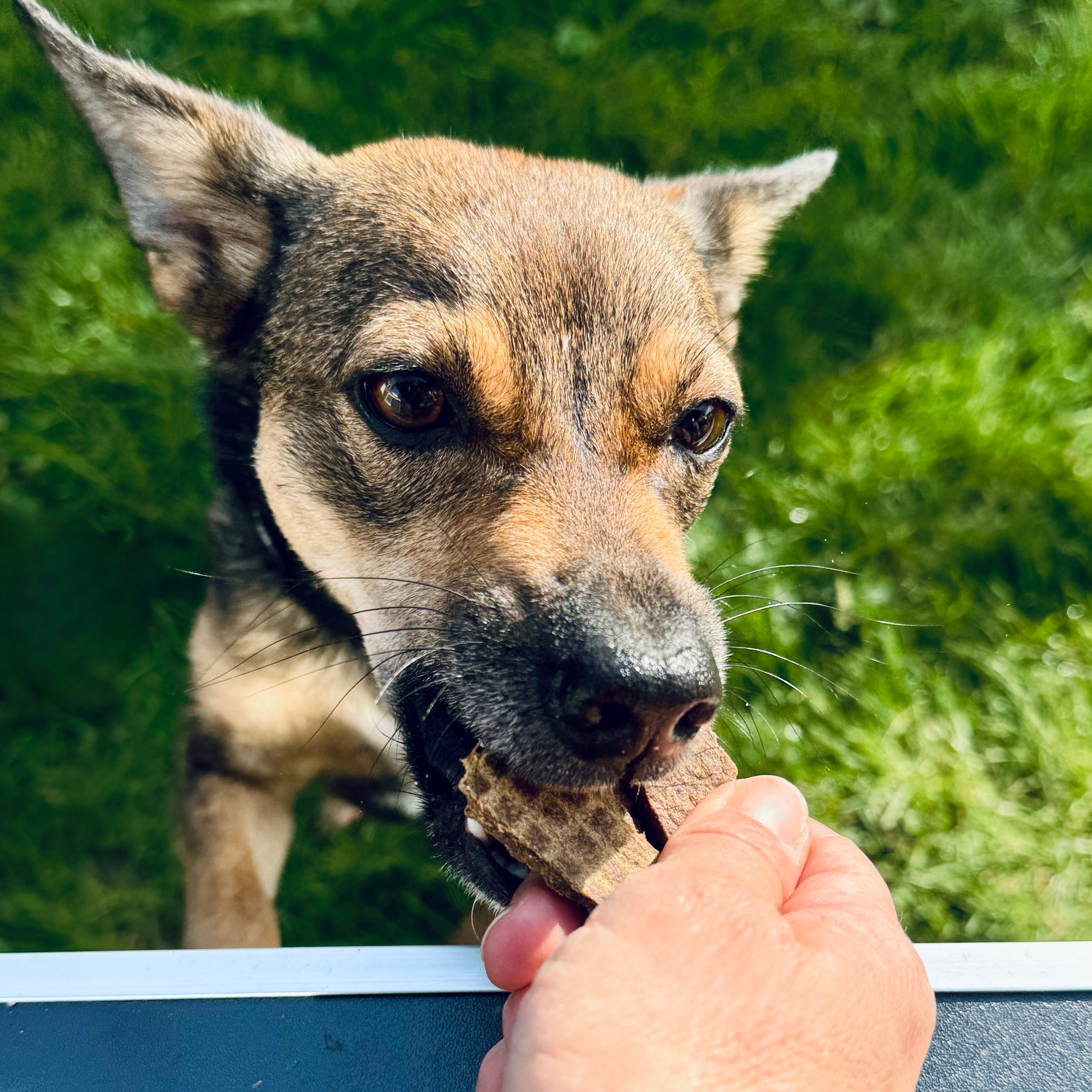 Brauner Hund frisst natürlichen Fleisch-Kausreifen aus der Hand