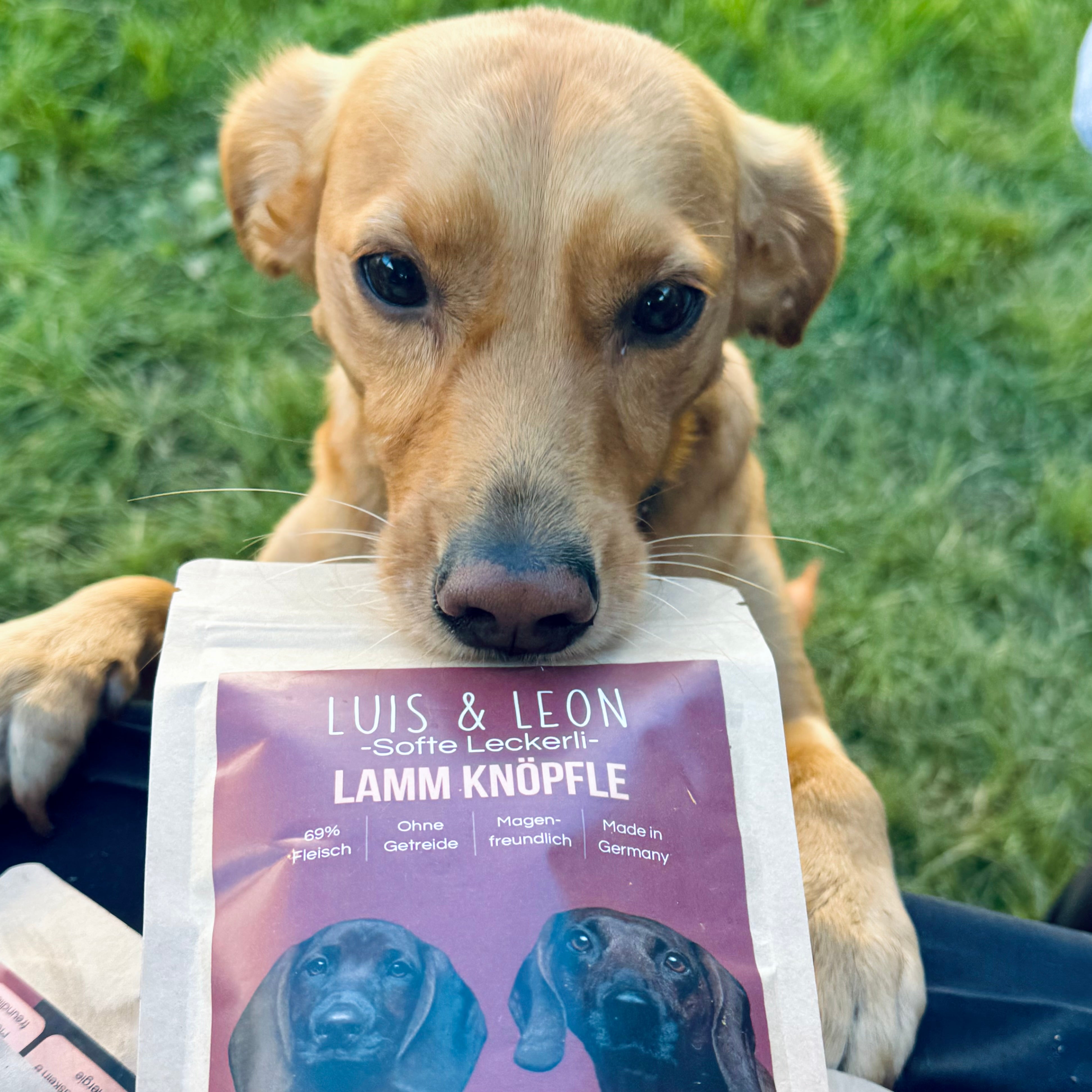 Brauner Hund trägt Luis & Leon Beutel mit Lamm-Hundeleckerlis