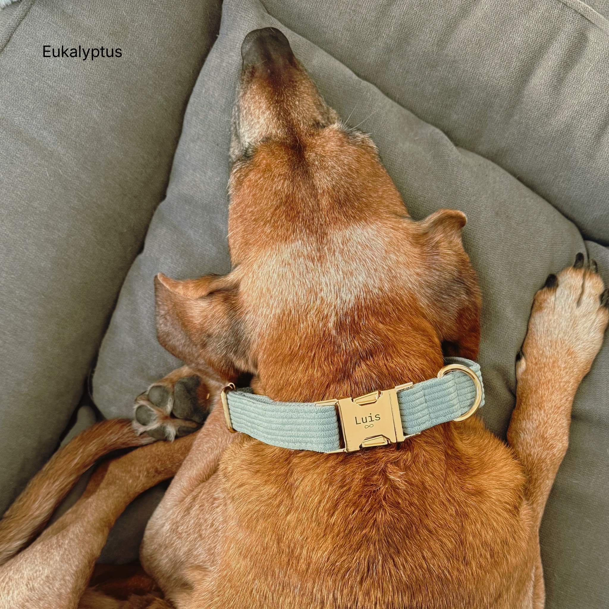 LUIS & LEON Personalisiertes Hundehalsband mit Name – Kordsamt & Gold