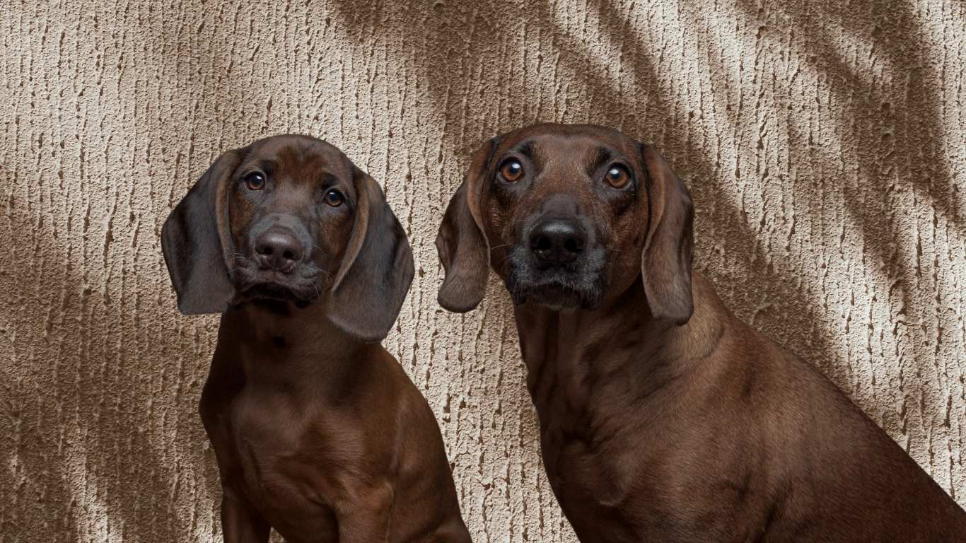 LUIS & LEON: Unsere Hunde für gesundes Futter & Leckerli