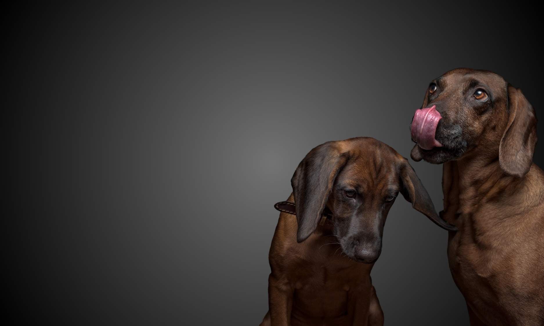 Leon und Luis, Bayerische Gebirgsschweißhunde, sitzen und freuen sich auf Leckerlis