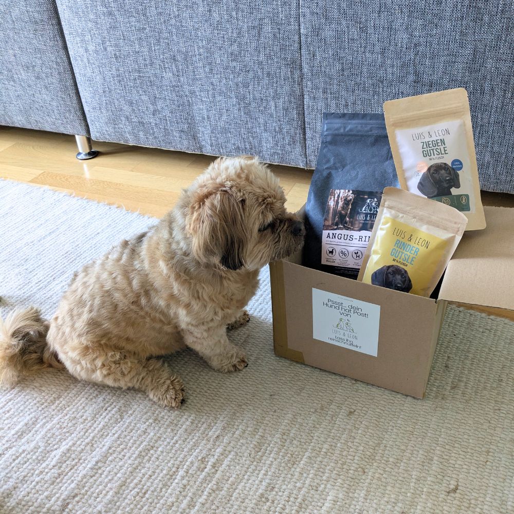 kleiner weißer Hund packt Luis & Leon Paket mit Hundeleckerlis aus