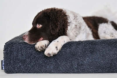 Bia Bed Cover Pilé für Hundebett - Bia Bed Bezug Grau - LUIS & LEON