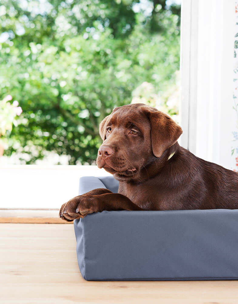 Bia Bed Original Hundebett mit erhöhtem Rand – Outdoor Hundebett blau - LUIS & LEON