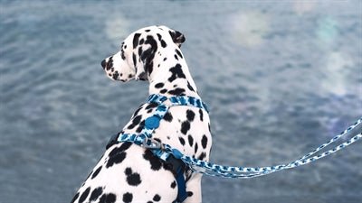 Morso SPLASH H-Dog-Harness - H-Hundegeschirr - LUIS & LEON