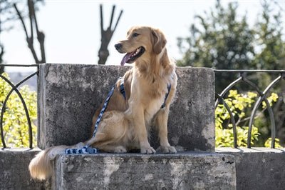 Morso - SPLASH kurze Hundeleine - recyceltes PET - LUIS & LEON