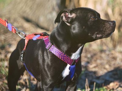 Morso URBAN LIZARD H-Dog-Harness - H-Hundegeschirr - LUIS & LEON