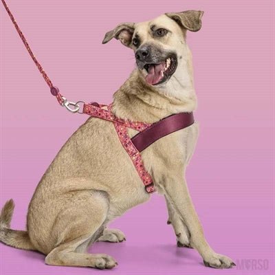 Norwegergeschirr für Hunde - Morso PINK THINK - LUIS & LEON