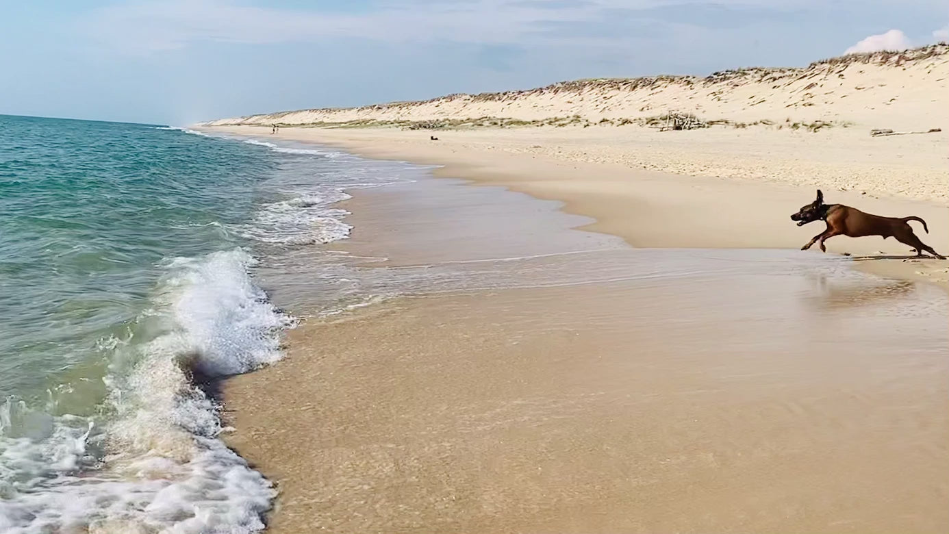 Leon (Bayerischer Gebirgsschweisshund) rennt in den Atlantik