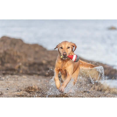 Trixie Aqua Snackboje - Wasserspielzeug für Hunde - LUIS & LEON