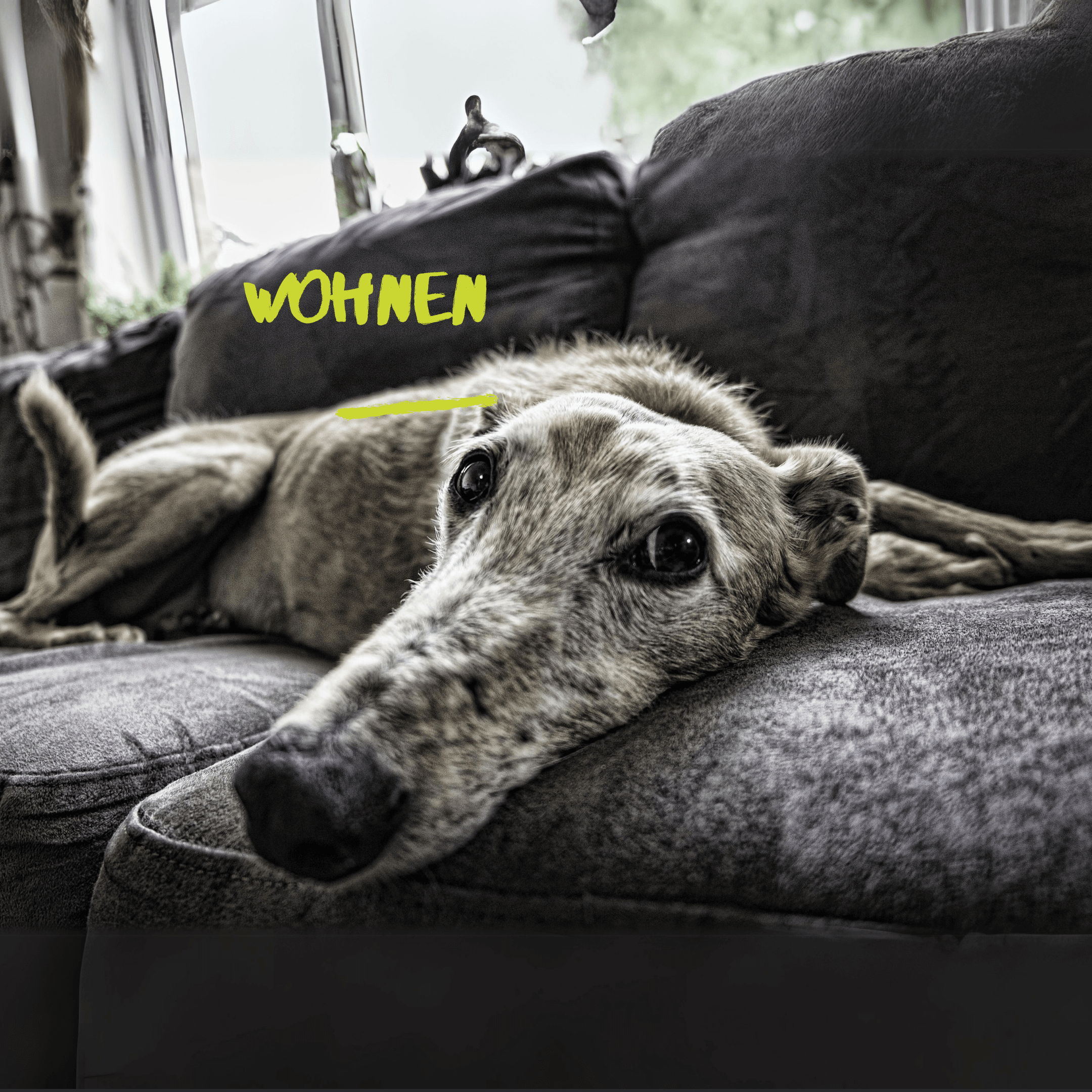 ein grauer, grosser Hund liegt auf dem schwarzen Sofa.  Er hat eine sehr lange Schnauze und kurzes Fell