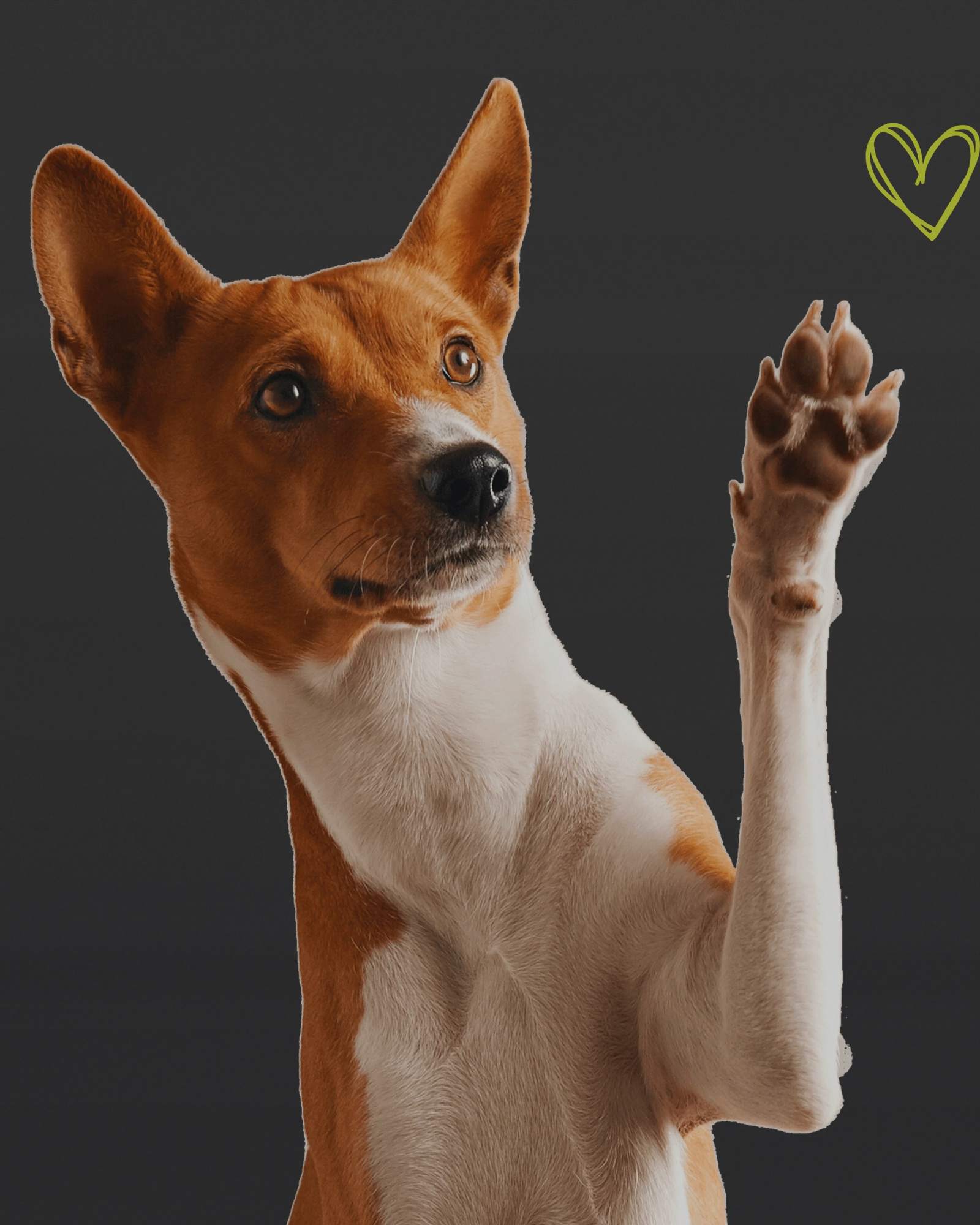 Alles für Hunde - LUIS & LEON