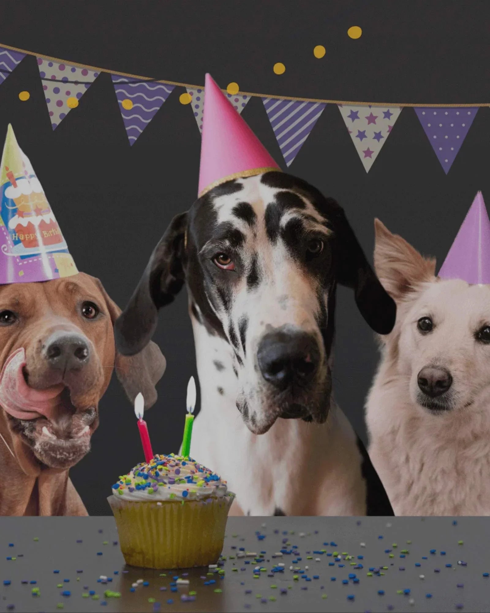 Geschenke für Hunde und Hundeliebhaber - LUIS & LEON