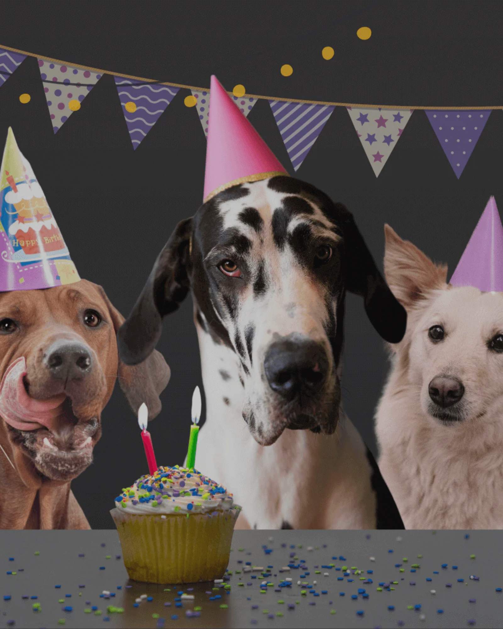 Geschenke für Hunde und Hundeliebhaber - LUIS & LEON